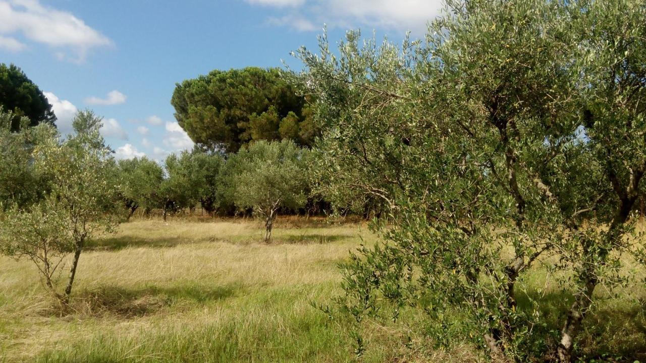 Olive Garden Guest House Kyparissia Zewnętrze zdjęcie